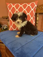 Sophie, a female Aussiedoodle for sale in Seneca, KS – 5 of 6