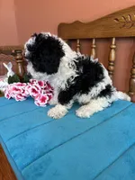 Ramsey, a male Miniature Bernedoodle for sale in Seneca, KS – Photo 6 of 8