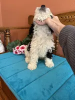Ramsey, a male Miniature Bernedoodle for sale in Seneca, KS – Photo 3 of 8