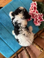Ramsey, a male Miniature Bernedoodle for sale in Seneca, KS – Photo 8 of 8