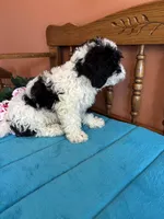 Ramsey, a male Miniature Bernedoodle for sale in Seneca, KS – Photo 4 of 8