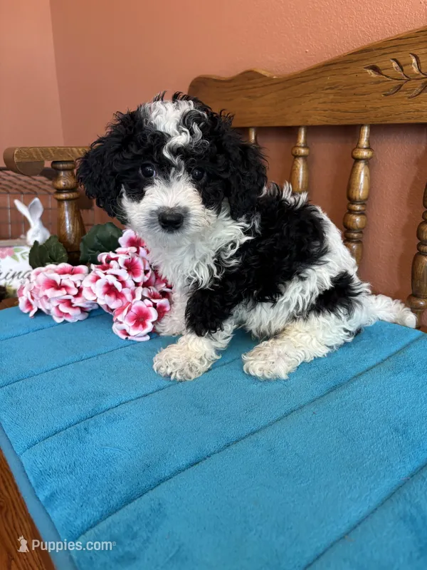 Ramsey – Miniature Bernedoodle puppy for sale in Seneca, KS