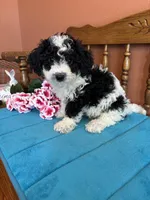 Ramsey, a male Miniature Bernedoodle for sale in Seneca, KS – Photo 1 of 8