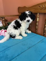 Ramsey, a male Miniature Bernedoodle for sale in Seneca, KS – Photo 5 of 8