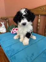 Ramsey, a male Miniature Bernedoodle for sale in Seneca, KS – Photo 2 of 8