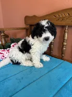 Ramsey, a male Miniature Bernedoodle for sale in Seneca, KS – Photo 7 of 8