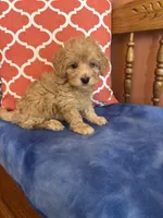 Alexis, a female Miniature Goldendoodle for sale in Seneca, KS – 10 of 10
