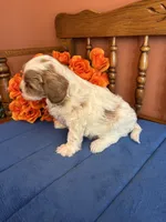 Sasha, a female Cavapoo for sale in Seneca, KS – 6 of 9