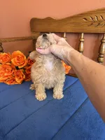 Bailey, a female Maltipoo for sale in Seneca, KS – 2 of 9