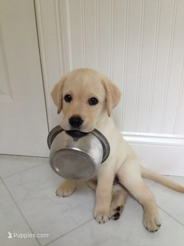 Molly – Labrador Retriever puppy for sale in New York, NY
