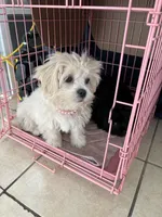 Leah, a  Shih Tzu for sale in New Orleans, LA – Photo 3 of 3