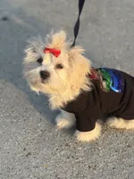 Leah, a  Shih Tzu for sale in New Orleans, LA – Photo 1 of 3