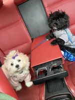 Leah, a  Shih Tzu for sale in New Orleans, LA – Photo 2 of 3