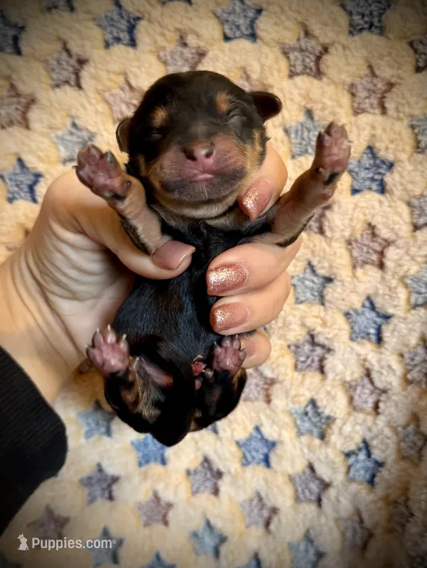 Boy 1 – Yorkipoo puppy for sale in Danielsville, GA