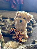 Coby, a male Maltipoo for sale in Danielsville, GA – 3 of 5