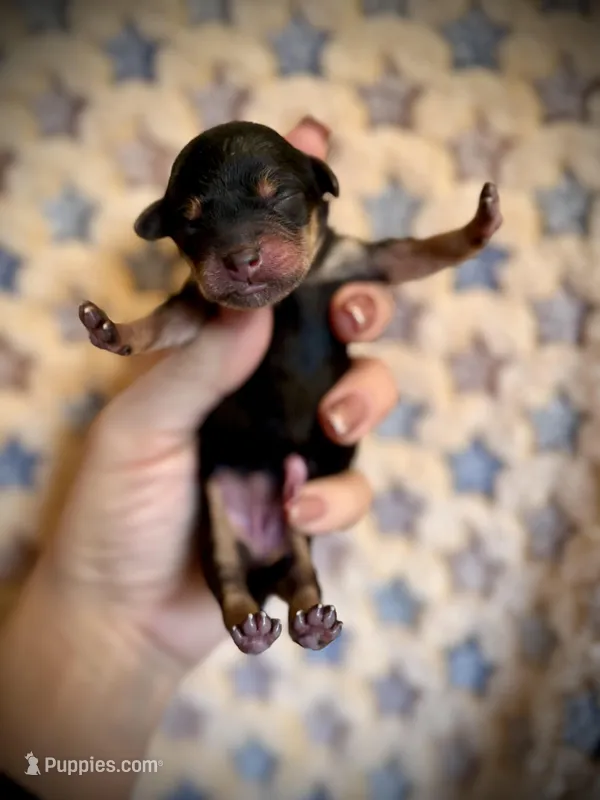 Girl 1 – Yorkipoo puppy for sale in Danielsville, GA