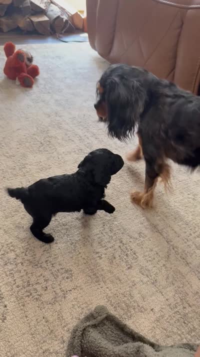 Simon, a male Cavapoo for sale in Danielsville, GA – 9 of 9