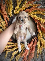 Collin, a male Cavapoo for sale in Danielsville, GA – 3 of 5