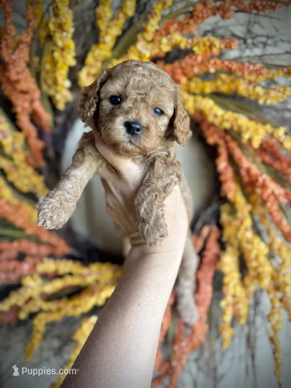 Daphne – Cavapoo puppy for sale in Danielsville, GA