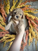 Daphne, a female Cavapoo for sale in Danielsville, GA – 1 of 6