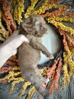 Eloise, a female Cavapoo for sale in Danielsville, GA – 2 of 5