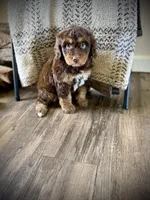 Tootsie, a female Miniature Bernedoodle for sale in Danielsville, GA – Photo 3 of 3