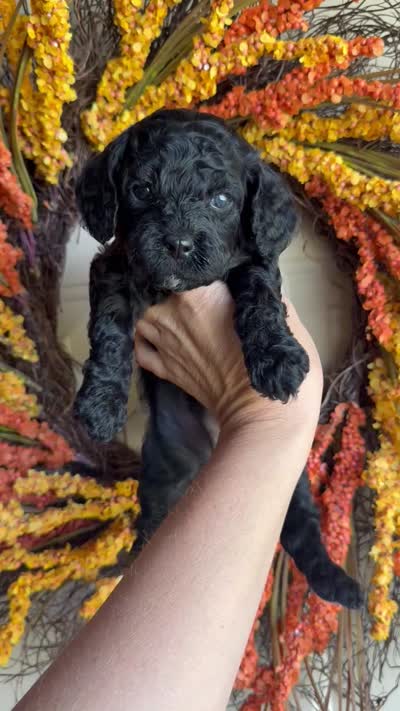 Simon, a male Cavapoo for sale in Danielsville, GA – 8 of 9