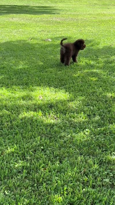 Reef, a male Cockapoo for sale in Danielsville, GA – 3 of 3