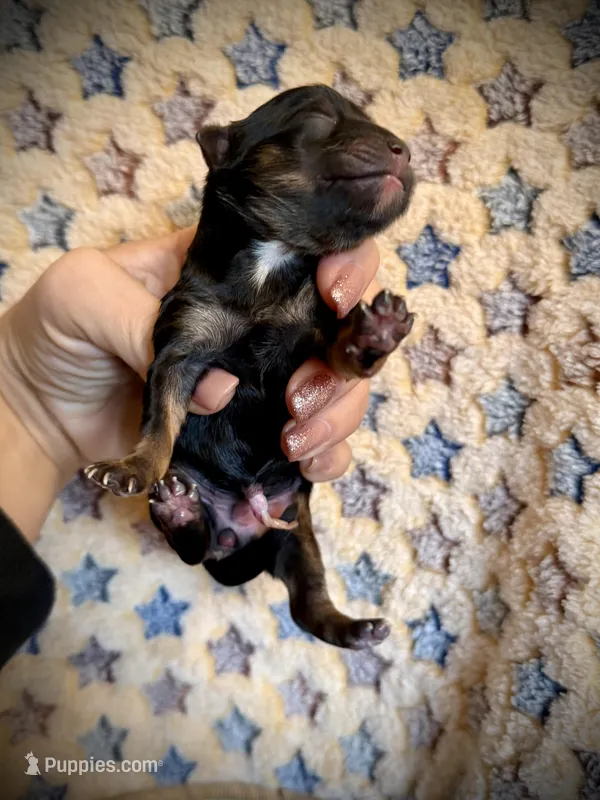 Girl 2 – Yorkipoo puppy for sale in Danielsville, GA