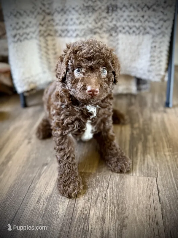 Cocoa – Miniature Bernedoodle puppy for sale in Danielsville, GA