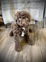 Cocoa, a female Miniature Bernedoodle for sale in Danielsville, GA – Photo 1 of 3