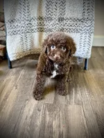 Cocoa, a female Miniature Bernedoodle for sale in Danielsville, GA – Photo 3 of 3