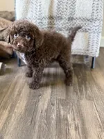 Cocoa, a female Miniature Bernedoodle for sale in Danielsville, GA – Photo 2 of 3