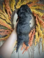 Benedict, a male Cavapoo for sale in Danielsville, GA – 2 of 7