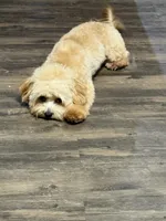 Coby, a male Maltipoo for sale in Danielsville, GA – 4 of 5