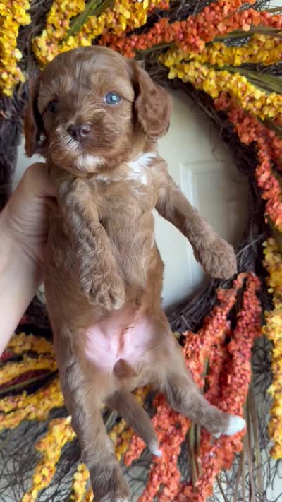 Eloise, a female Cavapoo for sale in Danielsville, GA – 5 of 5