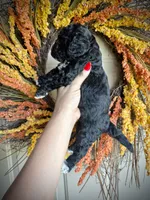 Benedict, a male Cavapoo for sale in Danielsville, GA – 3 of 7
