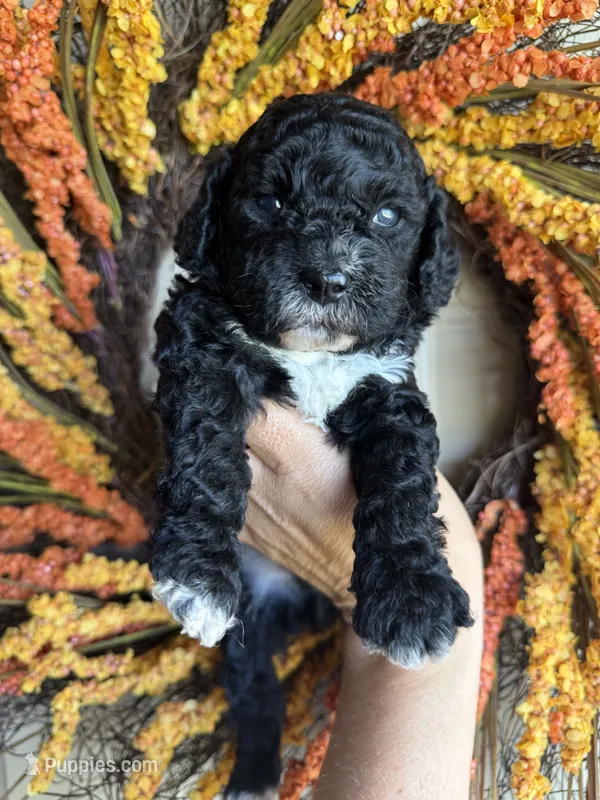 Benedict – Cavapoo puppy for sale in Danielsville, GA
