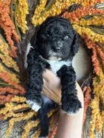 Benedict, a male Cavapoo for sale in Danielsville, GA – 1 of 7