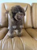 Reef, a male Cockapoo for sale in Danielsville, GA – 1 of 3