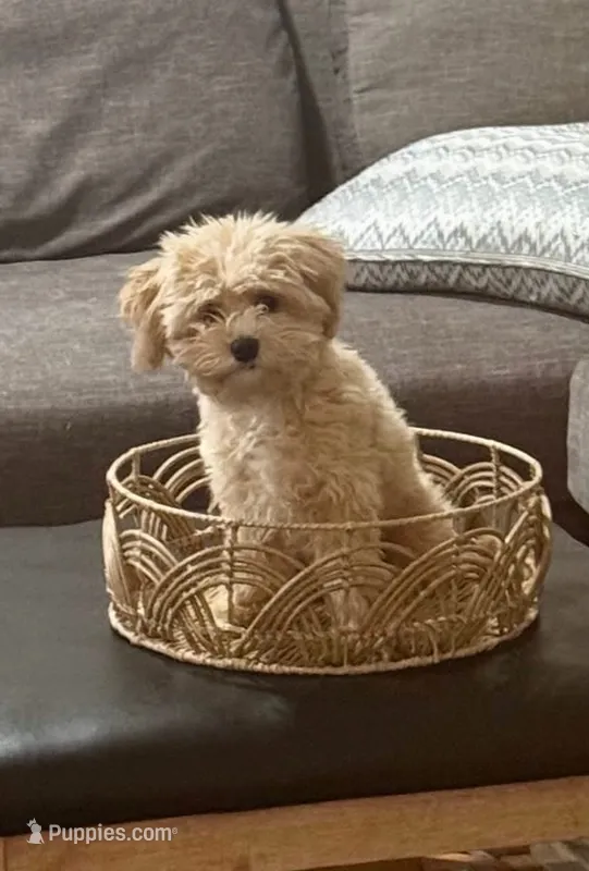 Coby – Maltipoo puppy for sale in Danielsville, GA