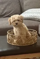 Coby, a male Maltipoo for sale in Danielsville, GA – 1 of 5
