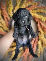 Simon, a male Cavapoo for sale in Danielsville, GA – 3 of 9