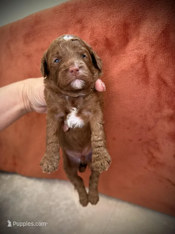 Peter (Rabbit), a male Cockapoo for sale in Danielsville, GA – Photo 1 of 2