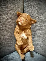 Peter (Rabbit), a male Cockapoo for sale in Danielsville, GA – Photo 2 of 2