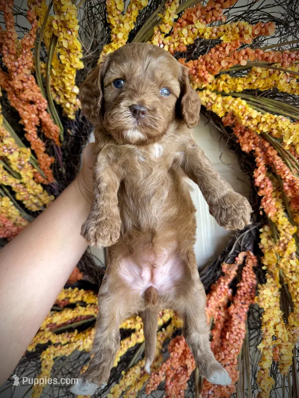Eloise – Cavapoo puppy for sale in Danielsville, GA