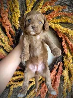 Eloise, a female Cavapoo for sale in Danielsville, GA – 1 of 5