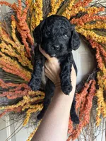 Simon, a male Cavapoo for sale in Danielsville, GA – 7 of 9