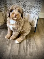 Hershey, a male Miniature Bernedoodle for sale in Danielsville, GA – Photo 4 of 4