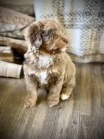 Hershey, a male Miniature Bernedoodle for sale in Danielsville, GA – Photo 3 of 4